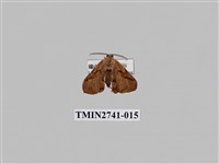 藏品(尺蛾297)的圖片